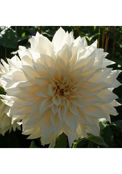 Büyük Çiçekli White Lice Dahlia Yıldız Çiçeği Yumrusu 1 Adet