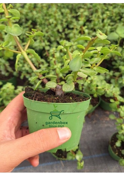 Masa Ofis Çiçeği 1 Adet Saksılı Yeşim Çiçeği 10-15cm Crassula