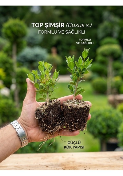 Canlı Top Şimşir Fidanı