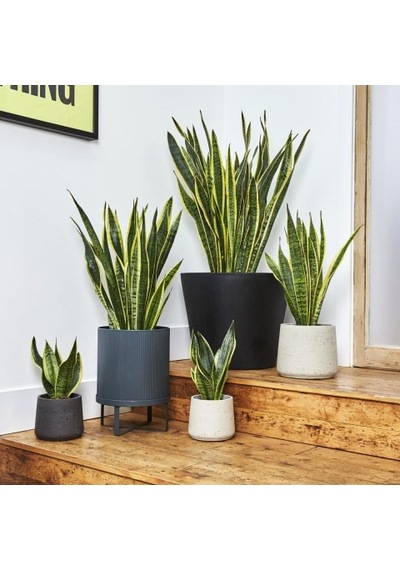 Paşa Kılıcı - Peygamber Kılıcı Sansaveria Trifasciata 20-30 Cm 2 Adet