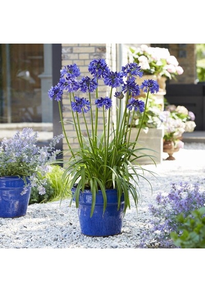 Afrika Zambağı Agapanthus