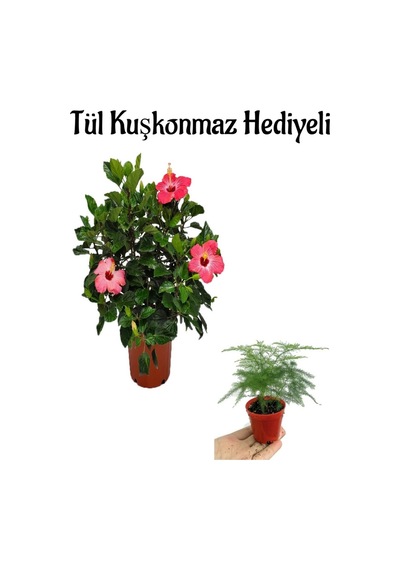 Öğretmenler Gününe Özel Pembe Renk Japon Gülü Çiçeği Tül Kuşkonmaz Hediyeli