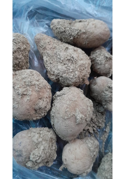 Salep Tohumu Orcis Mascula 100 Adet