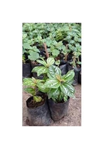Alüminyum Çiçeği Gümüş Karyağdı Begonya Fidanı 10-20 Cm