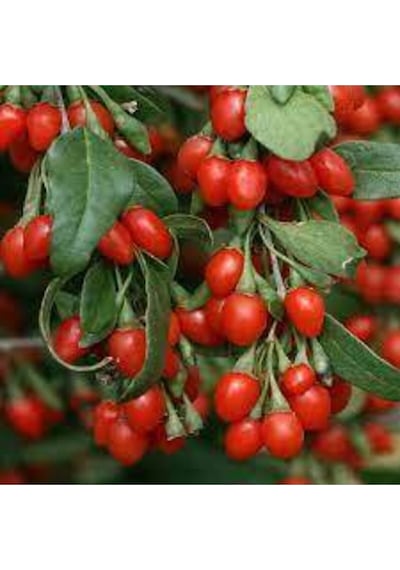 V15 Adet Tohum Goji Berry Tohumu Kurt Üzümü Tohumu Goji Berry Saksı Toprak Sürpriz Heidyeli..
