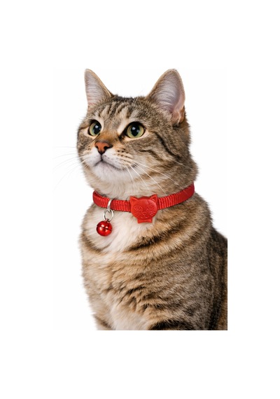 Urban Paws Kedi Tasması Crimson Red Ayarlanabilir, Dayanıklı, Hafif-10mm