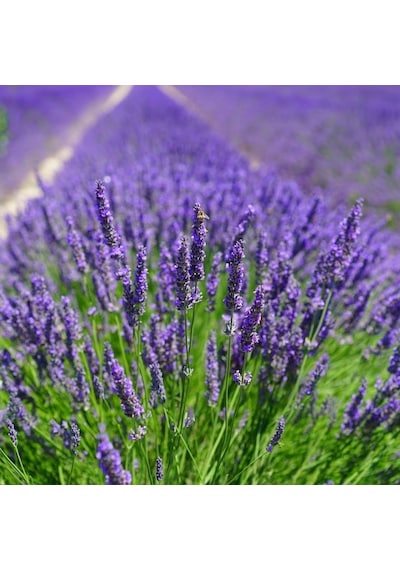 Tüplü Yoğun Kokulu Aromatik Lavanta Fidanı 10-20 Cm
