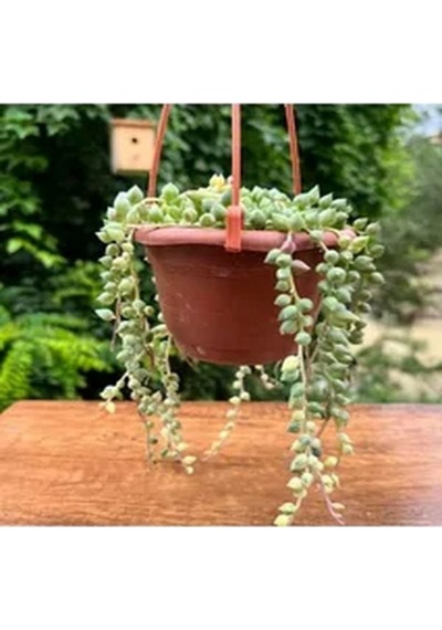 Askılı Tesbih Çiçeği Fidanı 15-25 Cm Saksılı Çiçekli Bodur Bitkiler Senecio Rowleysanus