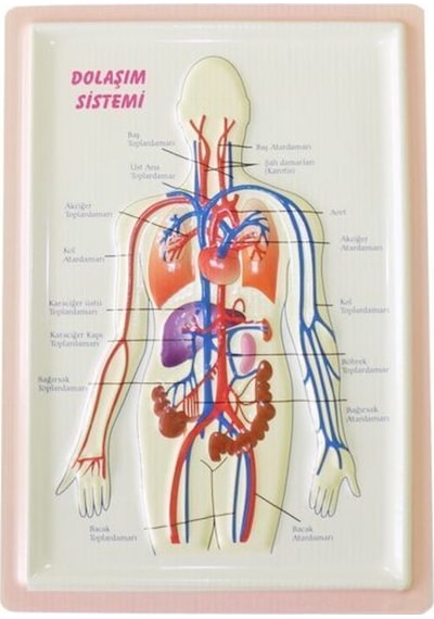 Kabartma Dolaşım Sistemi A4
