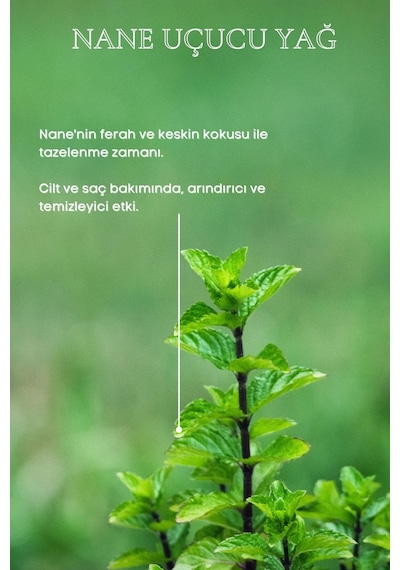 Bade Natural Nane Uçucu Yağı 10 ML