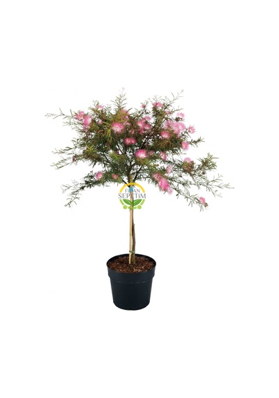 Calliandra 'dixie Pink' Bitkisi Pembe Pudra Ponponu 60-80 Cm