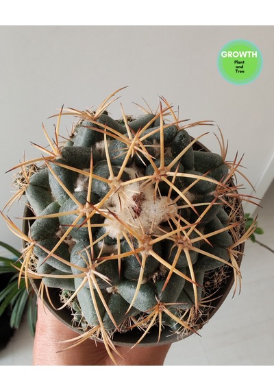 Coryphantha Cactaceae Meksika Kaktüsü 1 Adet