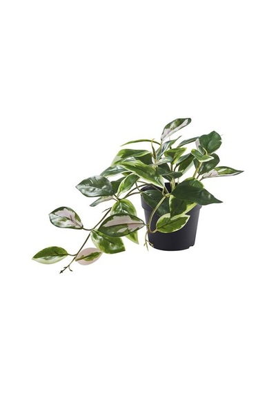 Ikea Fejka Yapay Bitki, Yeşil, 9 Cm, İç/dış Mekan Balmumu Bitki