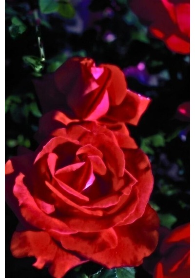 Liebeszauber Kokulu Alman Gülü