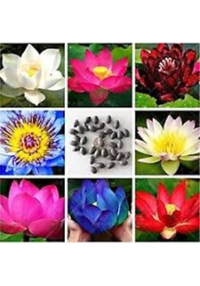 20 Adet Tohum Nadir Karışık Renkli Lotus Su Çiçeği Tohumu Nilüfer