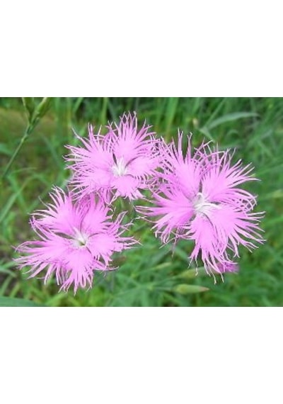 Püsküllü Pembe Dianthus Çiçeği Tohumu 50 Adet