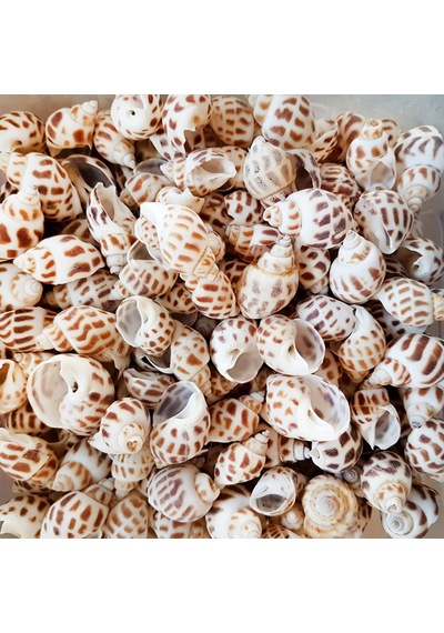 Babylonia Areolata Kiloluk Deniz Kabuğu 1 Kg