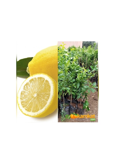 Aşılı Bodur Yediveren Mayer Limon Fidanı Torbada 3 Yaş 80 - 90 CM