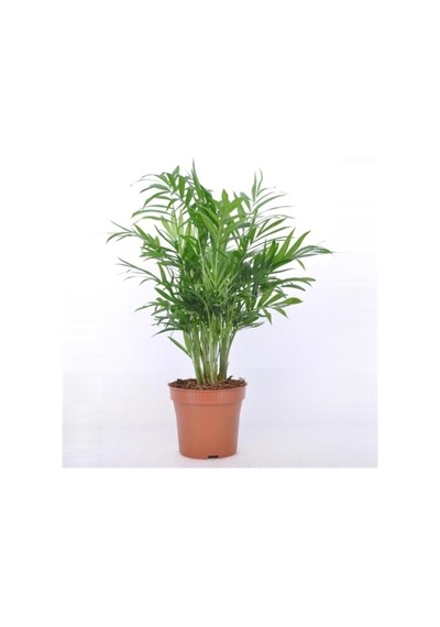 Iç Mekan Süs Bitkileri Salon Palmiyesi - Chamaedorea Elegans 30- 40 Cm