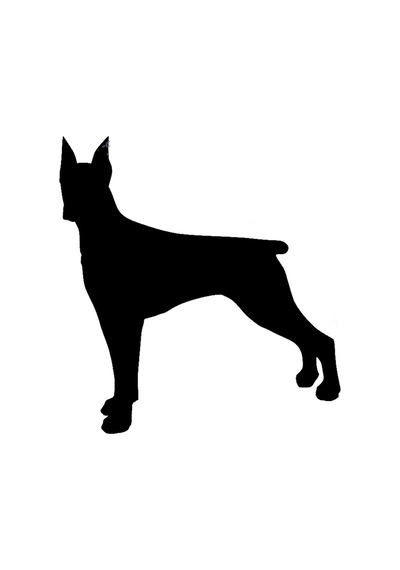 Dikkatli Doberman Köpeği Sticker 17Cm