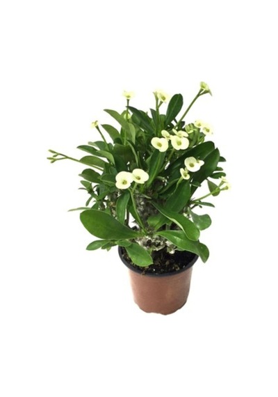 Sarı Dikenler Tacı Japon Iğnesi Euphorbia Milli