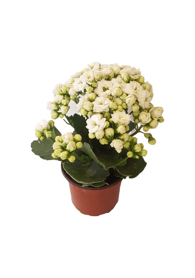 Kalanşo Çiçeği | Kalanchoe Blossfeldiana x 5 ad