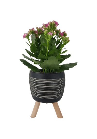 Pembe Kalanşo Siyah Damla Saksıda  Kalanchoe