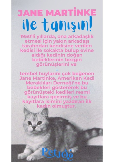 Petjoo 5.Jane Martinke Mavi-Pembe Qr'lı Kedi Künyesi