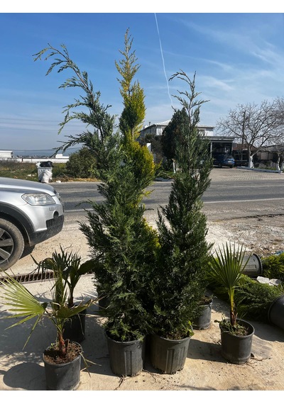 Leylandi Ağacı - Cupressocyparis Leylandii