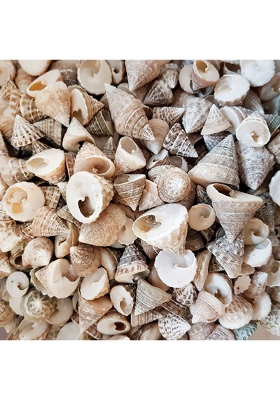 Tahtakale Toptancı Astrea Undosa Naturel Mini Kiloluk Deniz Kabuğu 1 Kg
