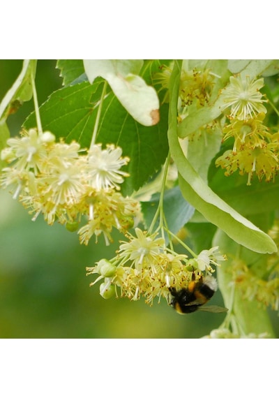 Ihlamur (Tillia Tomentosa) Fidanı  2 Adet