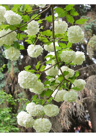 Videoluçınar Kartopu Çiçeği Fidanı 50 60 Cm 1 Adet Tüplü/saksılı Dış Mekan Hydrangea Hortensia
