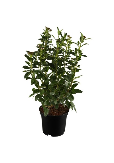 Kokulu Defne Çalısı Fidanı+viburnum Kartopu Çiçeği 2'li Set Saksılı Bahçe Bitkisi