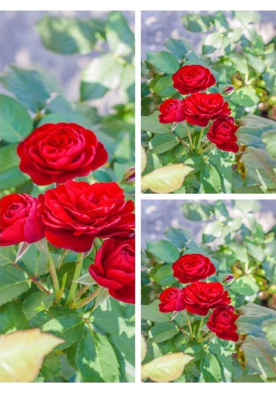 Yediveren Yoğun Kokulu Ateş Kırmızısı 30 60 Cm 3 Adet Aşılı Gül Kırmızı Red Rose