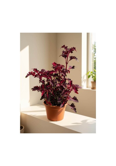 Bordo Oyalı Kolyoz Çiçeği Coleus Scutellarioides