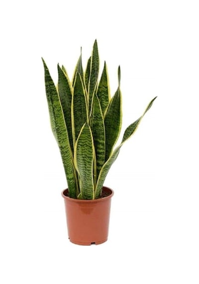 Kılıç Çiçeği Paşa Kılıcı Sansevaria Ev Bitkisi Salon Bitkisi 20 Cm.