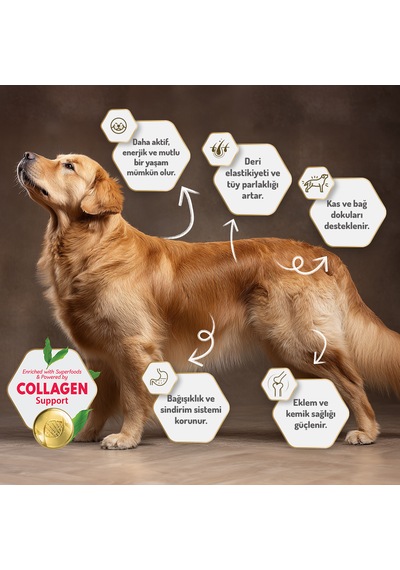 Felicia Düşük Tahıllı Kuzu Etli Yetişkin Köpek Maması 3 KG