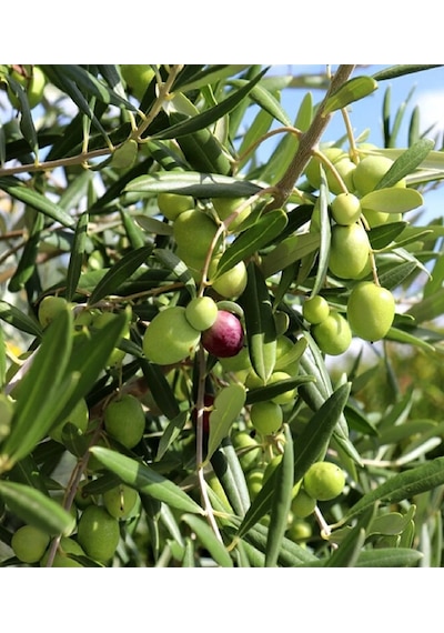 9 Adet Aşılı Gemlik Trilye Zeytin Fidanı 2 Yaş