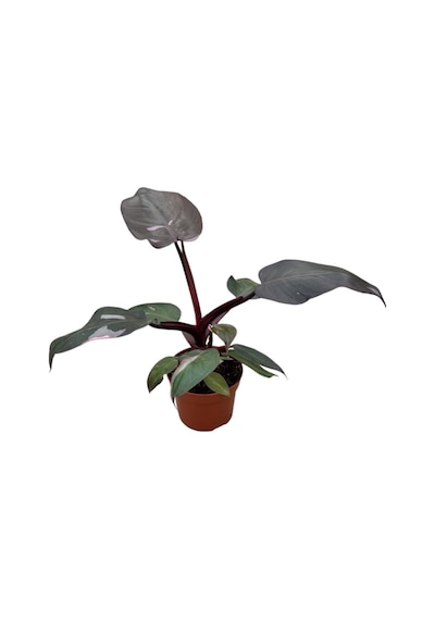Philodendron 'Pink Princess' Ø14 CM Y25-30 CM