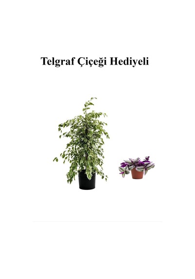 Hediyelik Beyaz Alacalı Benjamin Bitkisi Sevgililer Gününe Özel Telgraf Hediyeli