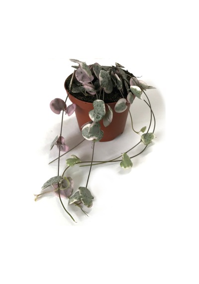 Ceropegia Woodii 'Variegata' (Kalp Kalbe Karşı Çiçeği) Ø8,5 CM Y10-15 CM