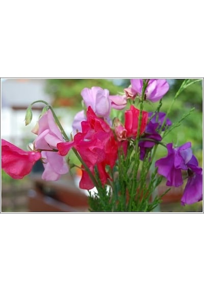 Sweet Pea Tohumu+Saksı+Toprak