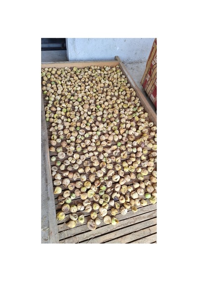 Calimyrna %100 Natural, Üreticiden Büyük Boy Ballı Aydın Germencik Inciri 1 Kg Diğer