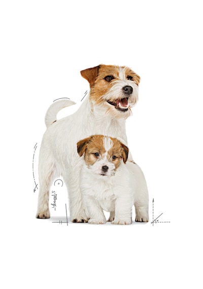 Royal Canin Starter Mousse Mother & Baby Dog Konserve Yavru Köpek Maması 195 G