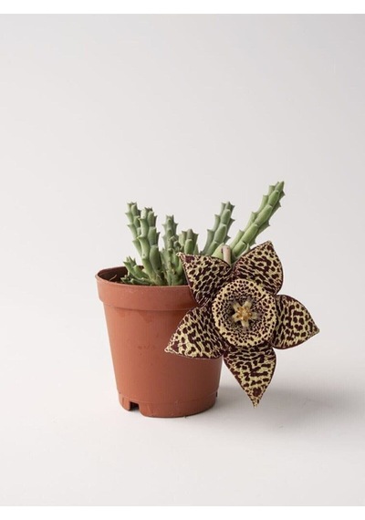 Videolu Leş Kaktüs Çiçeği Fidanı 10-20 Cm Saksılı Çiçekli Bodur Bitkiler Stapelia Variegata