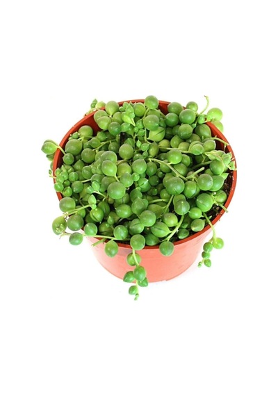 Senecio Rowleyanus, Tesbih Çiçeği 5,5 Cm Saksıda
