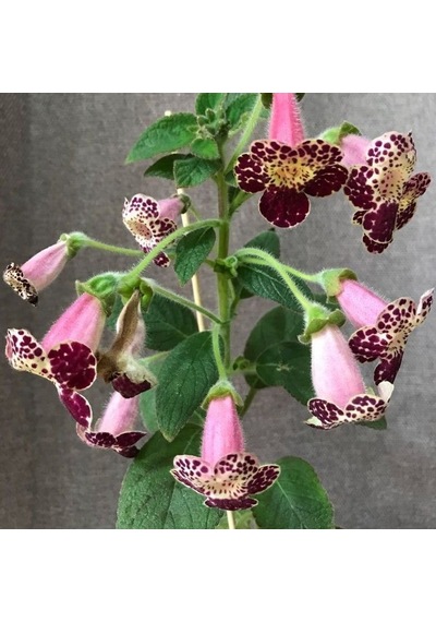 Özel Tür Vanilla Kohleria Japon Küpelisi Çiçeği Fidesi Mini Pot