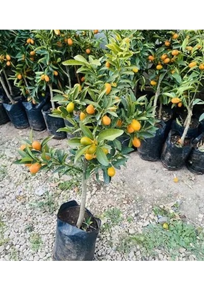 Kamkat Kumkuat 80-120 Cm Tüplü