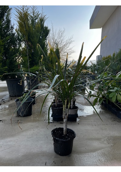 Dragon Ağacı - Dracaena Marginata Dragonağacı