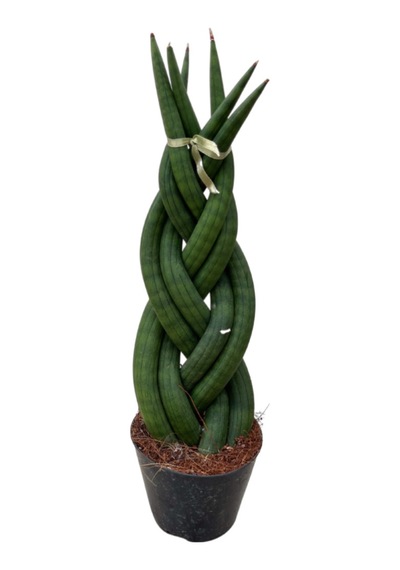 Sansevieria Gevlochten Paşa Kılıcı Ø8,5 Cm Y15-20 Cm